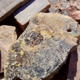 Petrified Wood - slab