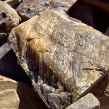 Petrified Wood - slab