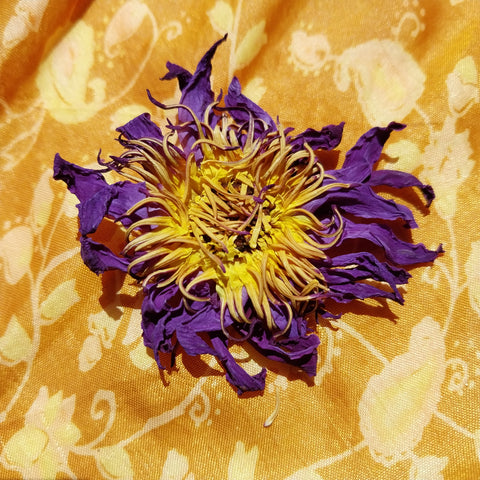 Blue Lotus - Nymphaea caerulea