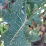 Wild Lettuce Tincture