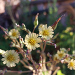 Wild Lettuce Tincture