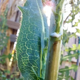 Wild Lettuce Tincture