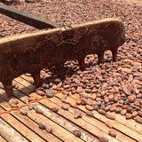 Cacao Shell Husk Tea - Theobroma cacao