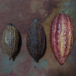 Cacao Pod dried