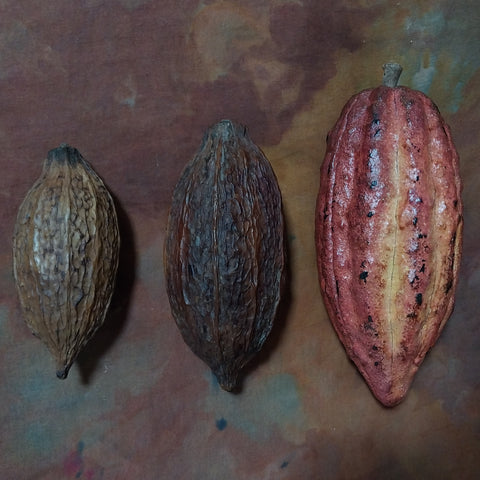 Cacao Pod dried