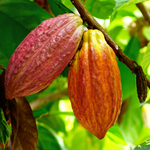 Ceremonial Cacao Papua New Guinea